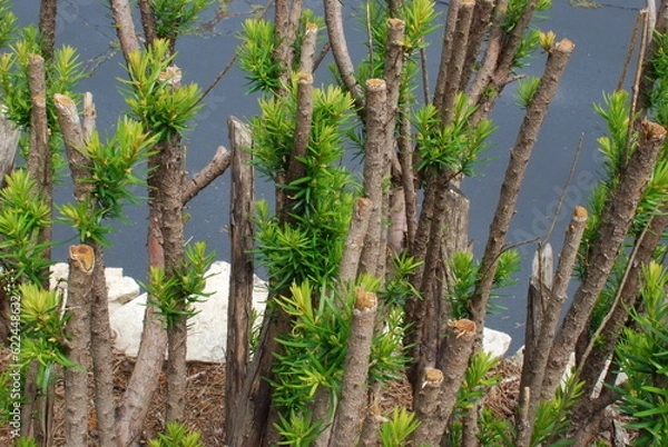 Obraz Eight weeks after this Yew bush was drastically trimmed back, new growth is flourishing.