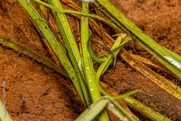 Obraz Small Horsehair Worm