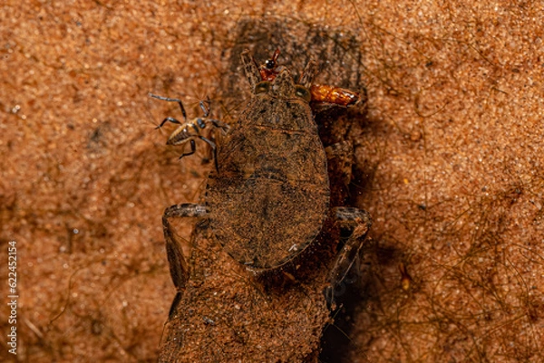 Fototapeta Giant Water Bug Insect
