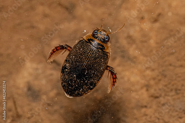 Obraz Adult Predaceous Diving Beetle