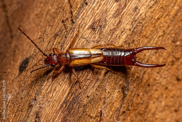 Obraz Adult Common Earwig