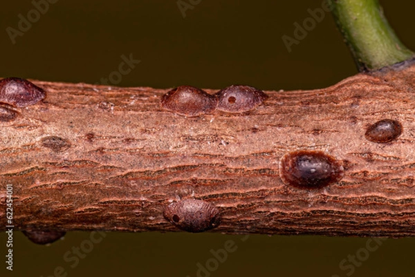 Obraz Small Scale Insects