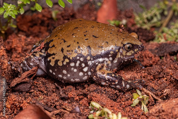 Obraz Small Muller Termite Frog