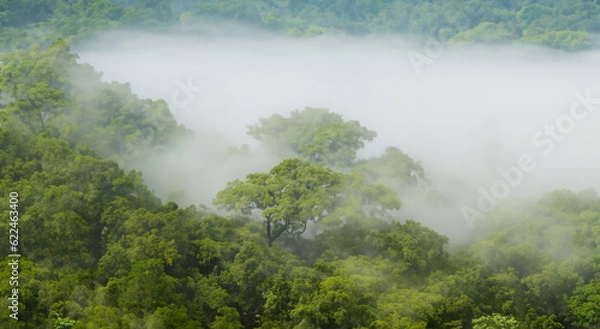 Fototapeta majestic amazon forest with mist in high resolution and sharpness. Amazon of Brazil, Colombia, Ecuador