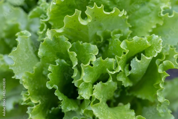 Fototapeta Background from juicy green lettuce leaves in water drops. Lovely fresh lettuce leaf background with sparkling water drops. Juicy salad rich in vitamins.