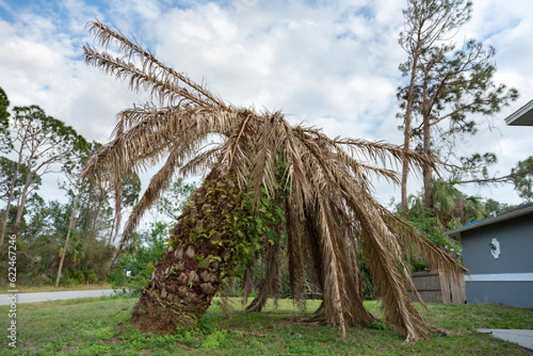 Obraz Dry dead palm tree on Florida home backyard