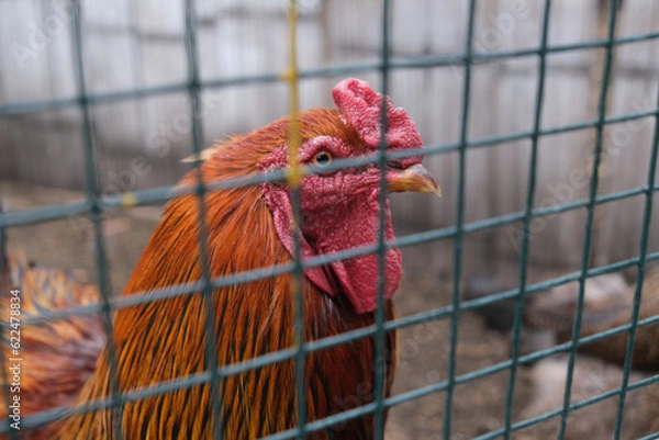 Fototapeta A Kaleidoscope of Colorful Chickens and Hens in Coops