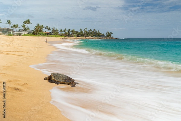Obraz turtle on the beach