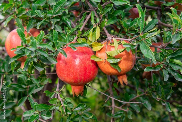 Fototapeta Ripe pomegranate fruits on a pomegranate tree in a garden. Ripe pomegranate fruits hanging on a tree branch in the garden.
