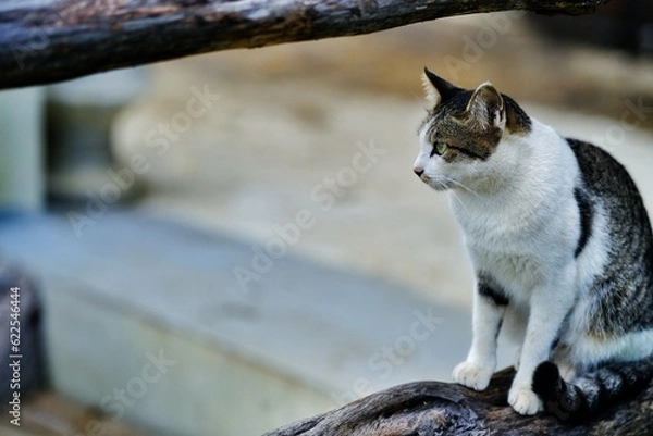 Obraz cat on the fence