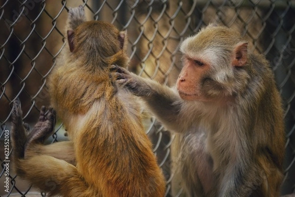 Obraz mother and child