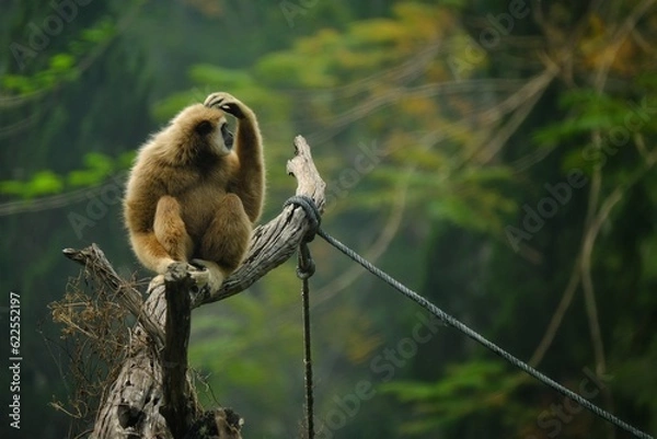 Obraz monkey in the zoo