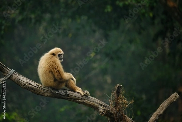 Obraz monkey in the zoo