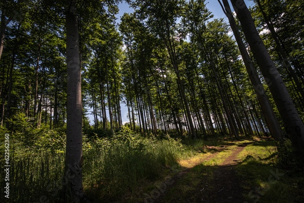 Fototapeta Promienie słońca w drzewiastym lesie - Rays of sunlight in a tree forest