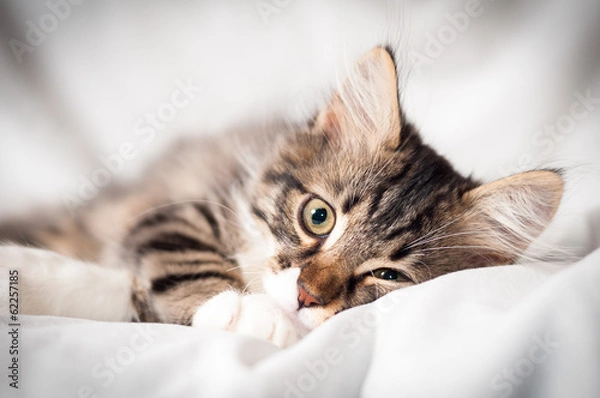 Obraz cat on a white veil