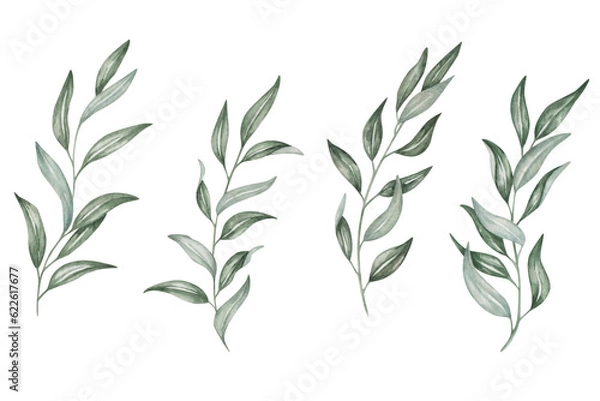 Fototapeta Watercolor set of illustrations. Hand painted branches with leaves. Olive branch. Eucalyptus. Willow. Branches with long, pointed, thin green leaves. Botanical elements. Isolated nature clip art