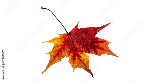 Fototapeta Autumn maple leaf On Transparent Background Ai Generated