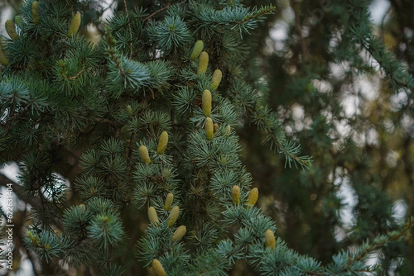 Obraz Cedar tree. Cedrus deodara (Himalayan cedar)