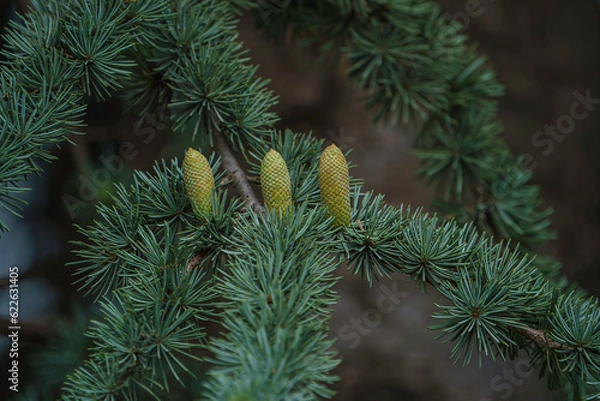 Obraz Cedar tree. Cedrus deodara (Himalayan cedar)