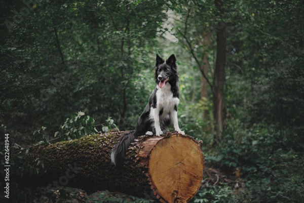 Fototapeta Happy Border Collie Dog Enjoying Nature Walk amidst Lush Greenery and Trees