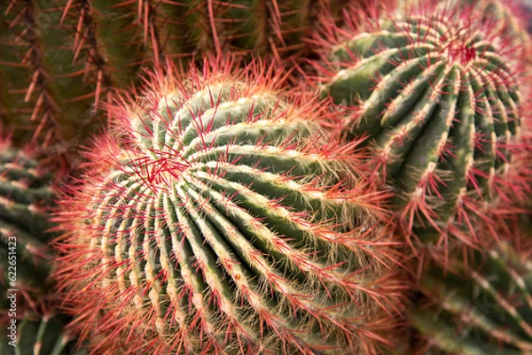 Obraz A fragment of a group of Ferocactus stainesii close-up cacti. A background of round cactus with red needles.