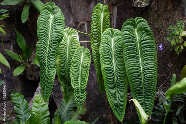 Obraz Beautiful large leaves of Veitchii antiurium plant grow in a row on trees.