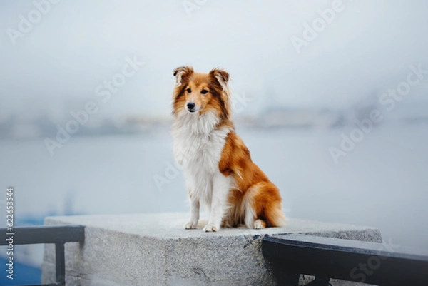 Fototapeta Urban Stroll with Sheltie: City Adventures with a Playful Canine Companion