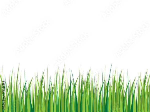 Obraz Grass background
