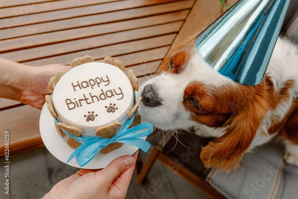Obraz Dog's birthday party. Cake for pet made of cookies in shape of meat bones. Cute dog wearing party hat at table with delicious birthday cake