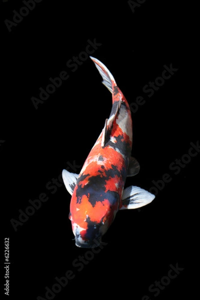 Obraz Żadnego karpia