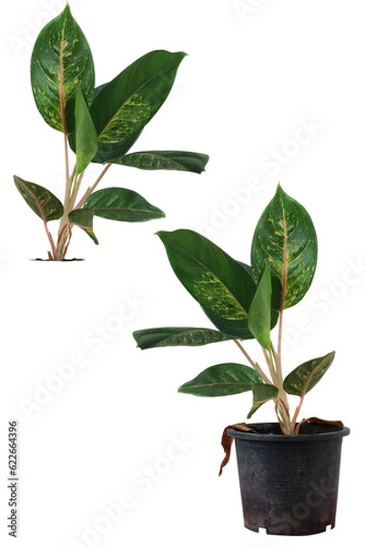 Obraz Garden Tree on isolated background and make clipping path