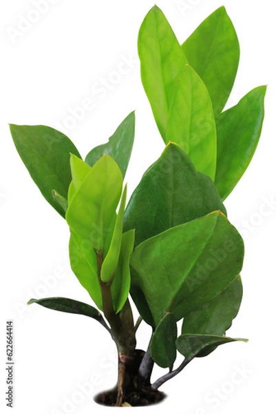 Obraz Garden Tree on isolated background and make clipping path