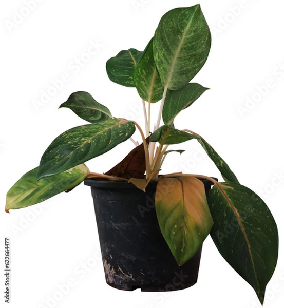 Obraz Garden Tree on isolated background and make clipping path