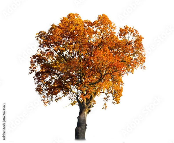 Obraz Oak tree with orange and brown leaves in autumn sunlight, transparent png