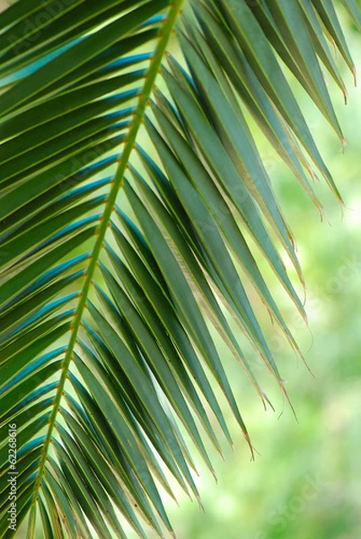 Obraz HOJA DE PALMERA. TROPICAL