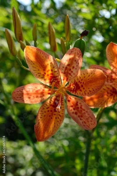 Obraz 檜扇、桧扇、日扇（ヒオウギ）