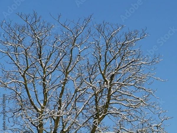 Fototapeta Barren branches of a tree opposite a blue sky