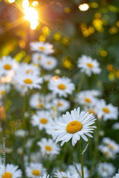 Fototapeta OLYMPUS DIGITAL CAMERA