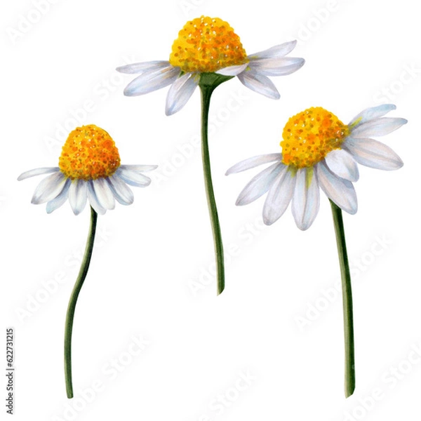 Obraz Set of chamomile flowers painted in watercolor on white background Ready object for your banner, poster, infographic, postcard, invitation