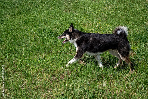Fototapeta The West Siberian laika is the hunter's best friend and assistant