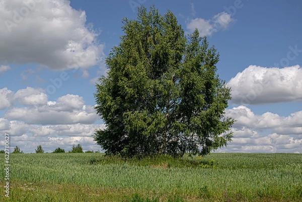 Fototapeta A typical landscape on the Central Russian upland, which is located on the Russian plain