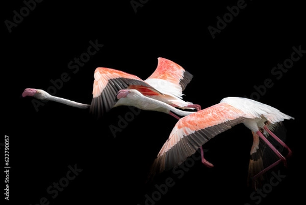 Obraz flamant rose