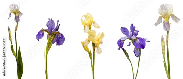 Obraz yellow iris flower isolated on white background