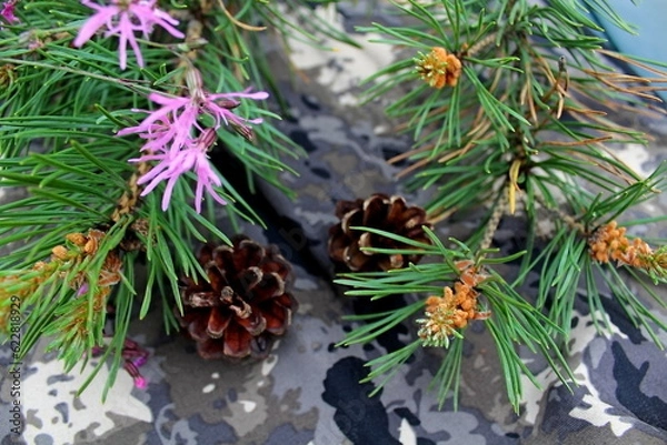Fototapeta christmas tree branches with cones