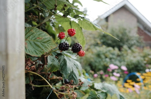 Obraz allotment in autumn