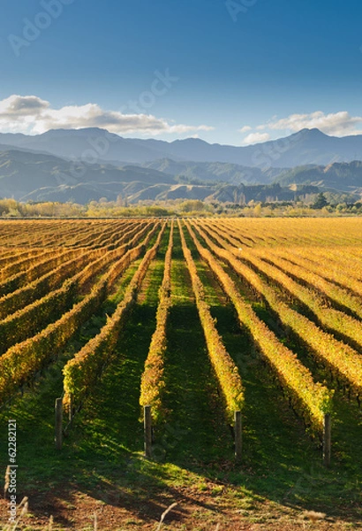 Fototapeta Vineyard in the Marlborough district of New Zealand at sunset