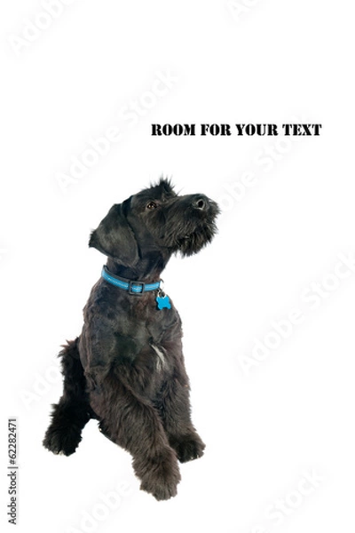 Fototapeta Closeup of very attentive Giant Schnauzer puppy