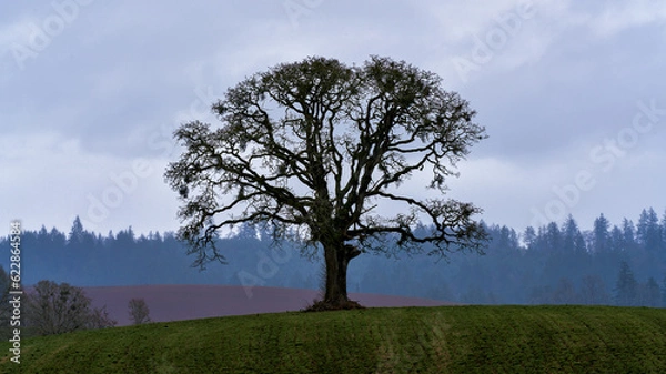 Fototapeta Lone Tree in a Field