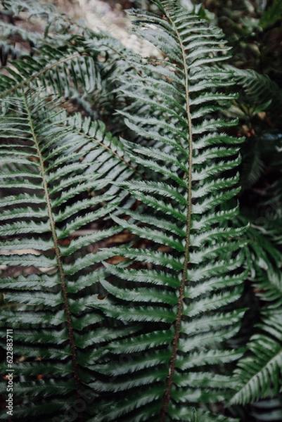Fototapeta fern