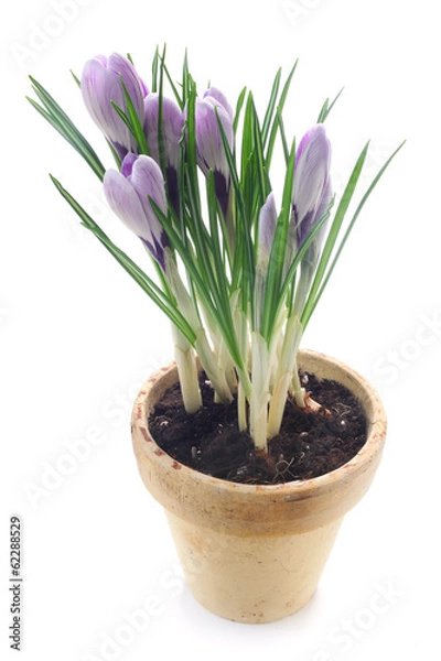 Obraz Crocuses